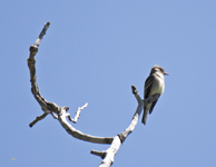 Western Wood Pewee 0011